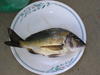 Kalgan river Bream 